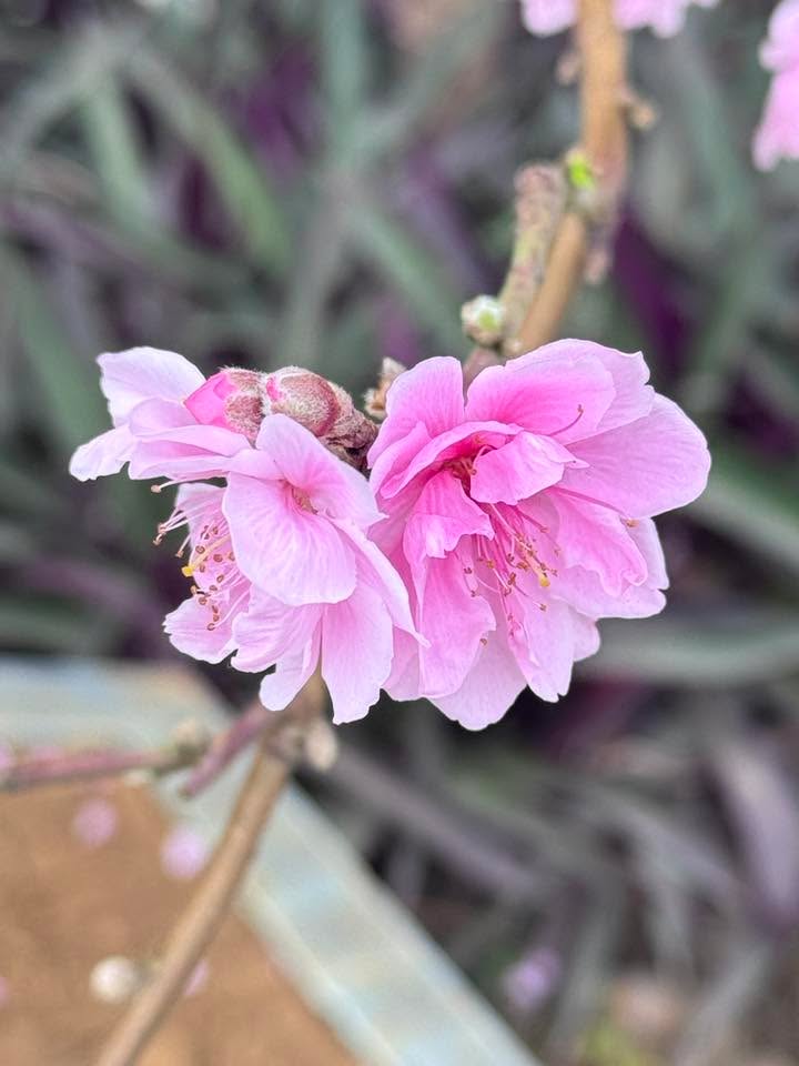 Bán Gấp Lô Góc Biệt Thự Đại Hoàng Long, Bắc Ninh - 286m² View Vườn Hoa