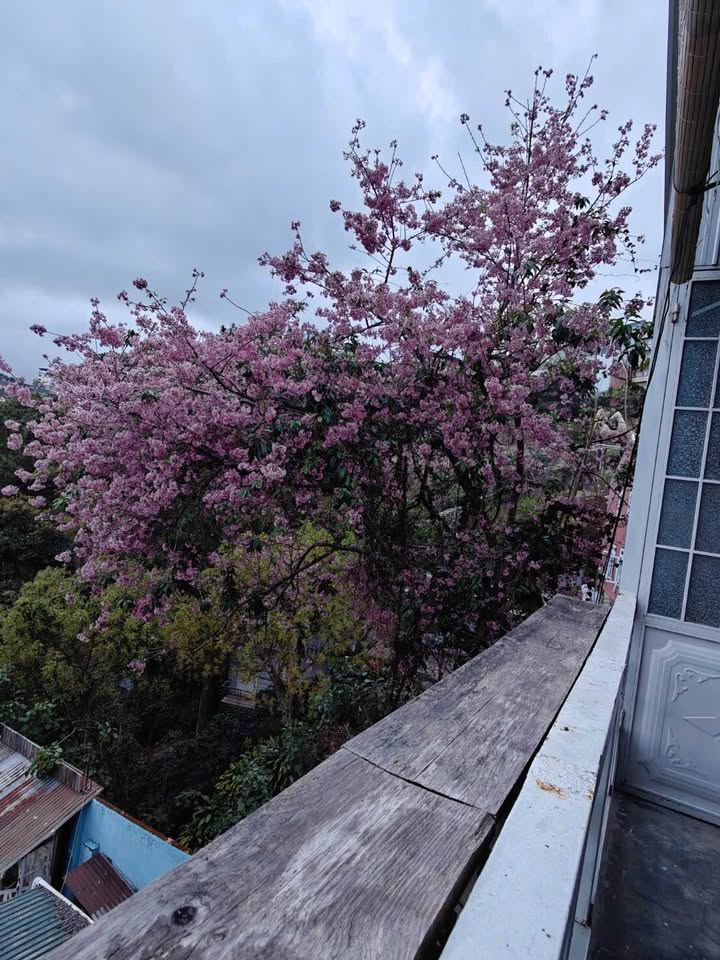 Nhà đẹp Hoàng Hoa Thám Đà Lạt 52m² giá 1.7 tỷ - View tuyệt đẹp!