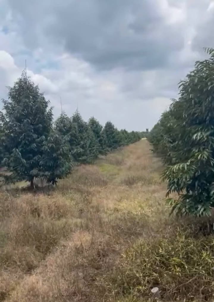 Farm sầu riêng Monthon 15.000m² tại Mỹ Lợi B - Cơ hội đầu tư tuyệt vời!