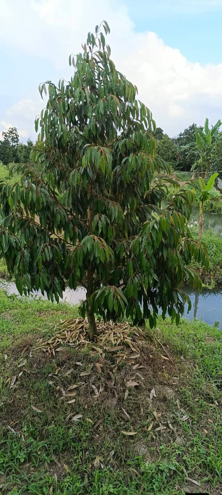 Đất Farm 12.000m² Xã Mỹ Tân, Cái Bè - Giá chỉ 6.6 tỷ, cơ hội đầu tư tuyệt vời!