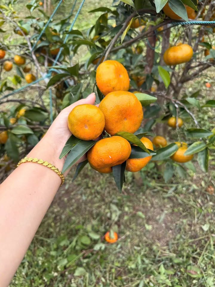 Đất nền xã Thống Nhất Hạ Long 80m² giá 500 triệu - Cơ hội đầu tư hấp dẫn!