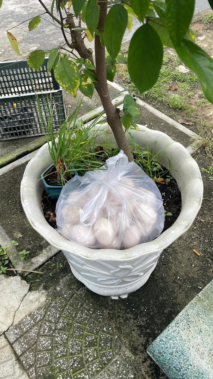 Đất kiệt Âu Cơ, Đà Nẵng 130m² giá 3.9 tỷ - Ô tô vào tận nơi!