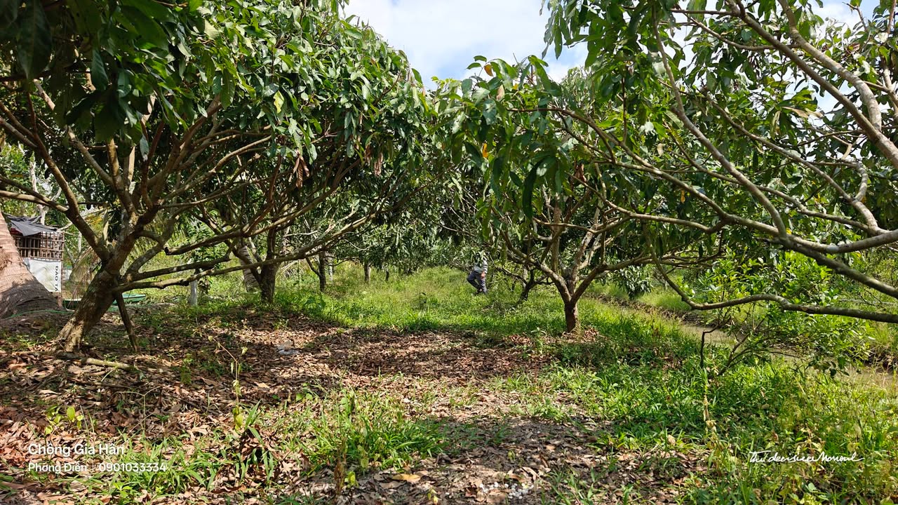 Đất nền 1100m² Trường Long, Phong Điền, Cần Thơ giá 1.4 tỷ - Pháp lý rõ ràng