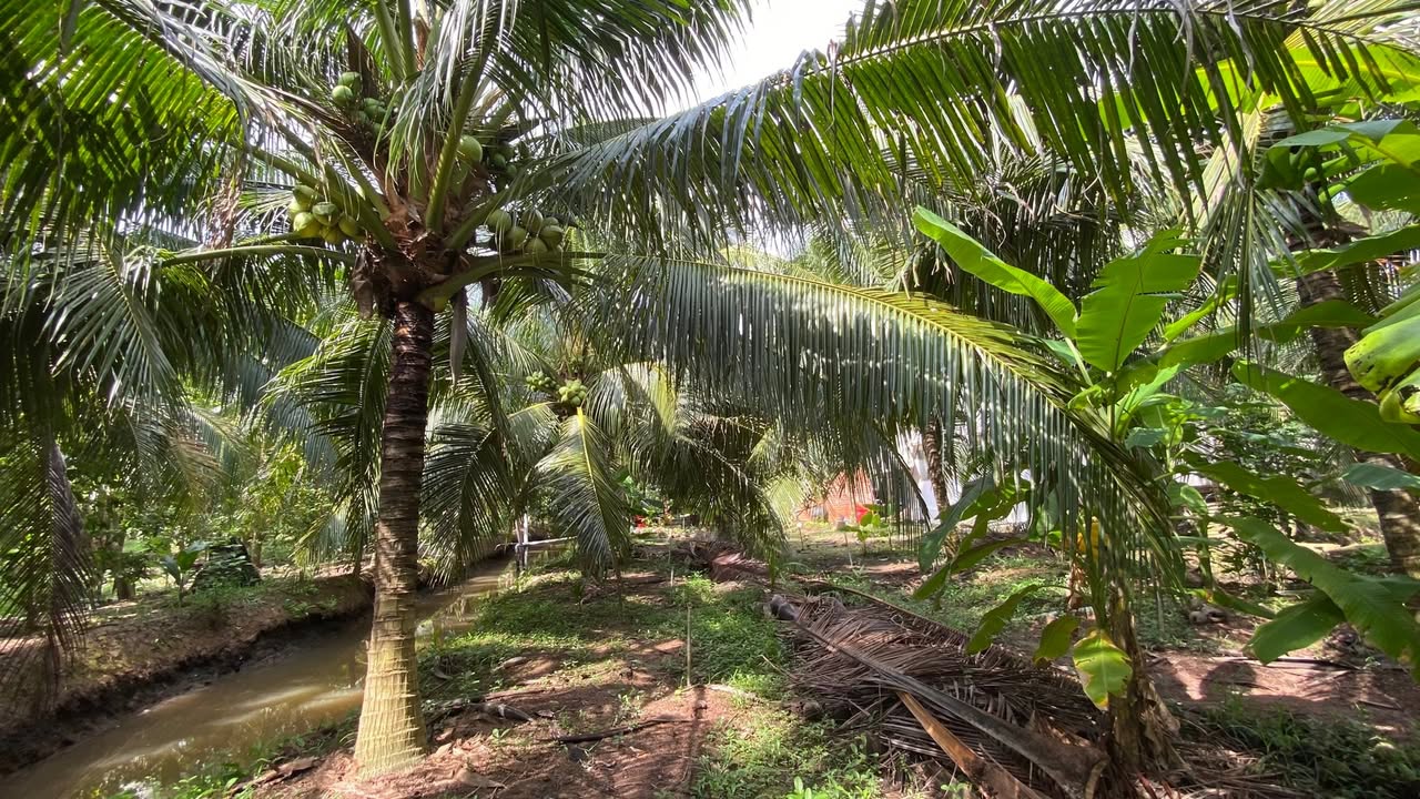 Đất Farm Giao Long, Châu Thành, Bến Tre 11.000m² giá 11.5 tỷ - Đầu tư tiềm năng!