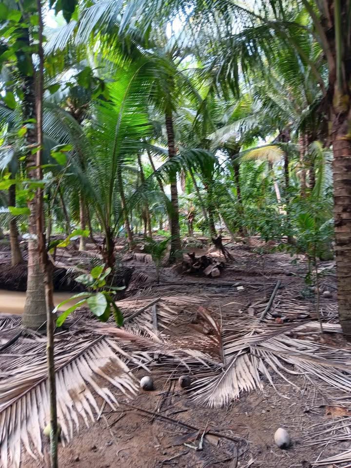 Đất Sơn Phú, Giồng Trôm 1.318m² giá 549 triệu - Cơ hội đầu tư lý tưởng!