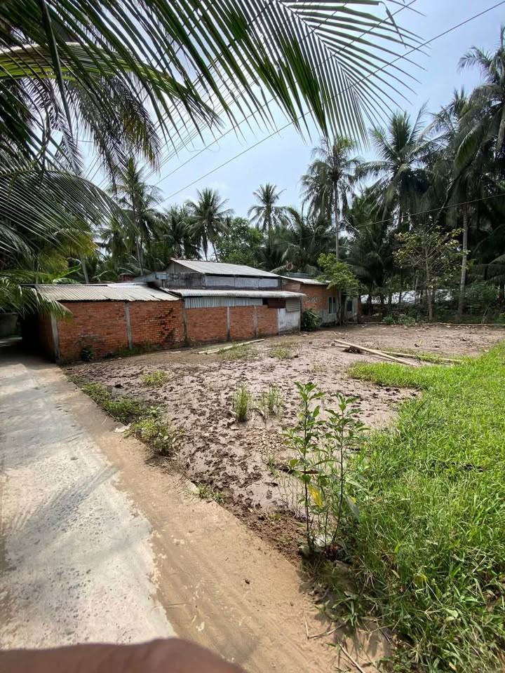 Đất nền Tân Bình, Mỏ Cày Bắc, Bến Tre 137m² giá chỉ 290 triệu - Cơ hội đầu tư tuyệt vời!