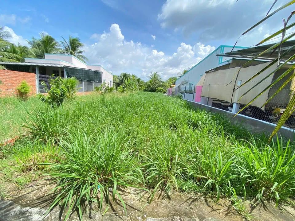 Đất nền Phong Nẫm Giồng Trôm 305m² giá 450 triệu - Sổ hồng chính chủ!