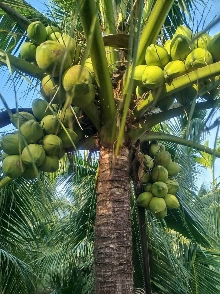 Đất vườn dừa xiêm 4,6 công xã Châu Hòa, Giồng Trôm - Đầu tư sinh lời hấp dẫn!