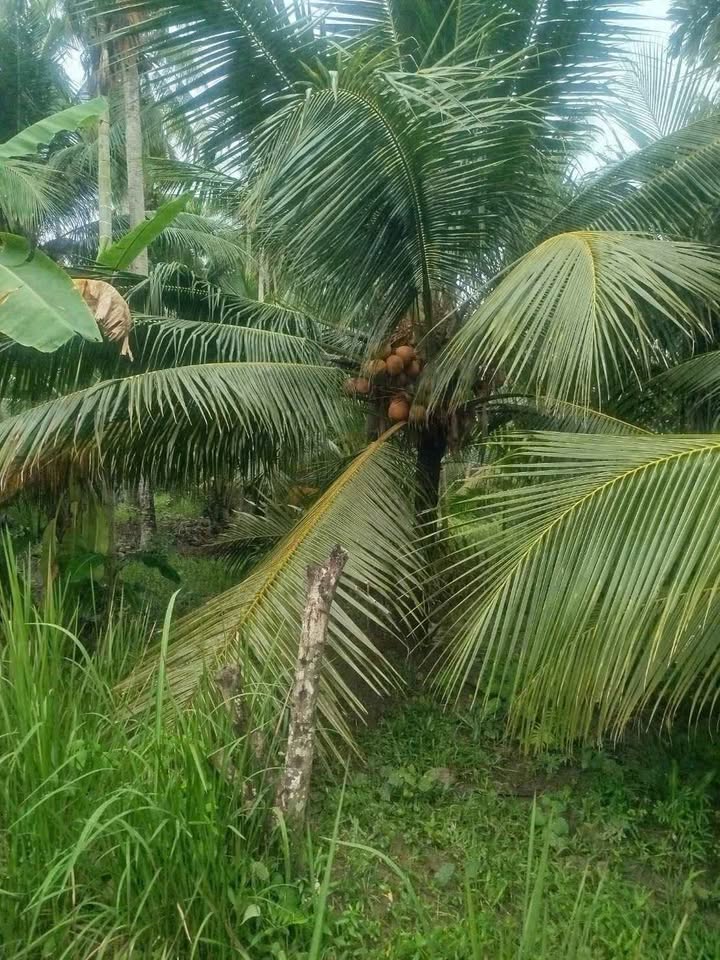 Đất vườn dừa Giồng Trôm 10.000m² giá 3.5 tỷ - Cơ hội đầu tư tuyệt vời!