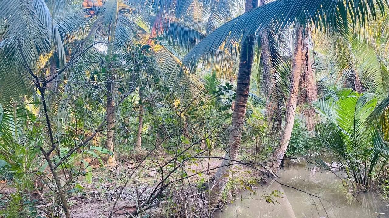 Đất vườn trồng dừa tại xã Thuận Điền, Giồng Trôm, 5.550m² - Cơ hội đầu tư sinh lời!