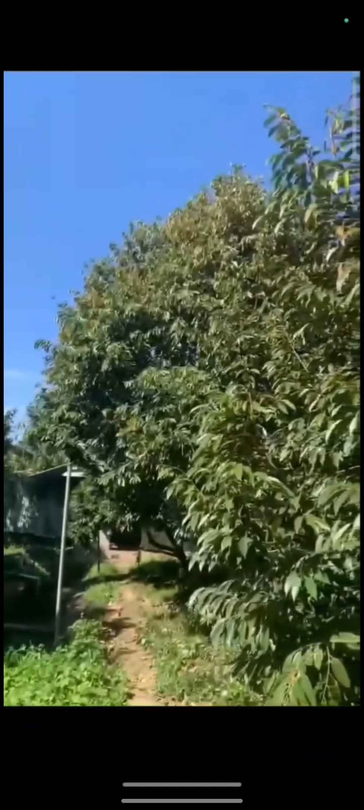 Farm Vườn Musaking xã Tiên Thuỷ 13.894m² giá 12.501 tỷ - Đầu tư sinh lời tại Bến Tre!