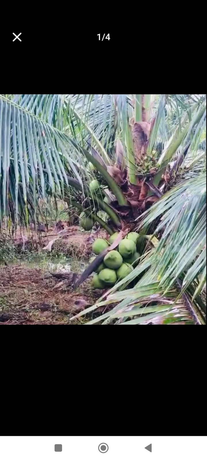 Đất vườn dừa 5800m² xã Mỹ Chánh Hòa, giá 5.8 tỷ - Đầu tư sinh lời!