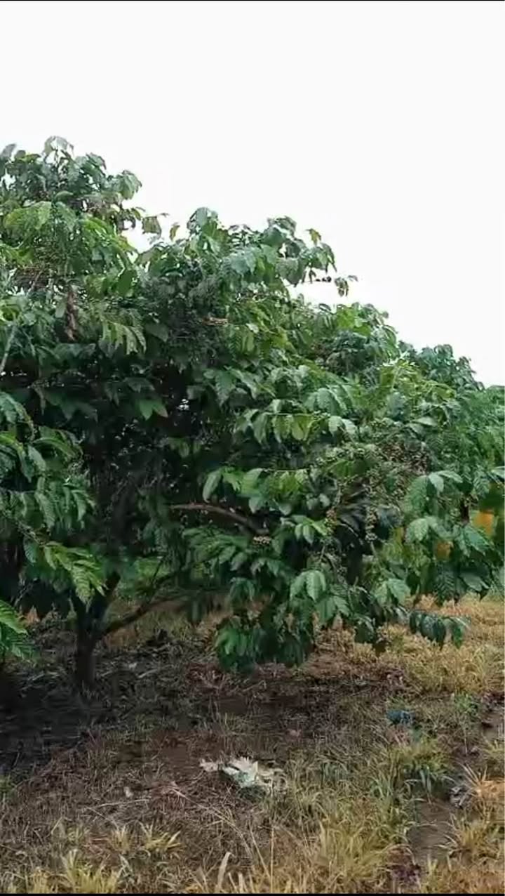 Đất nền Lộc Ngãi Bảo Lâm 1400m² giá chỉ 900 triệu - Cơ hội đầu tư tuyệt vời!