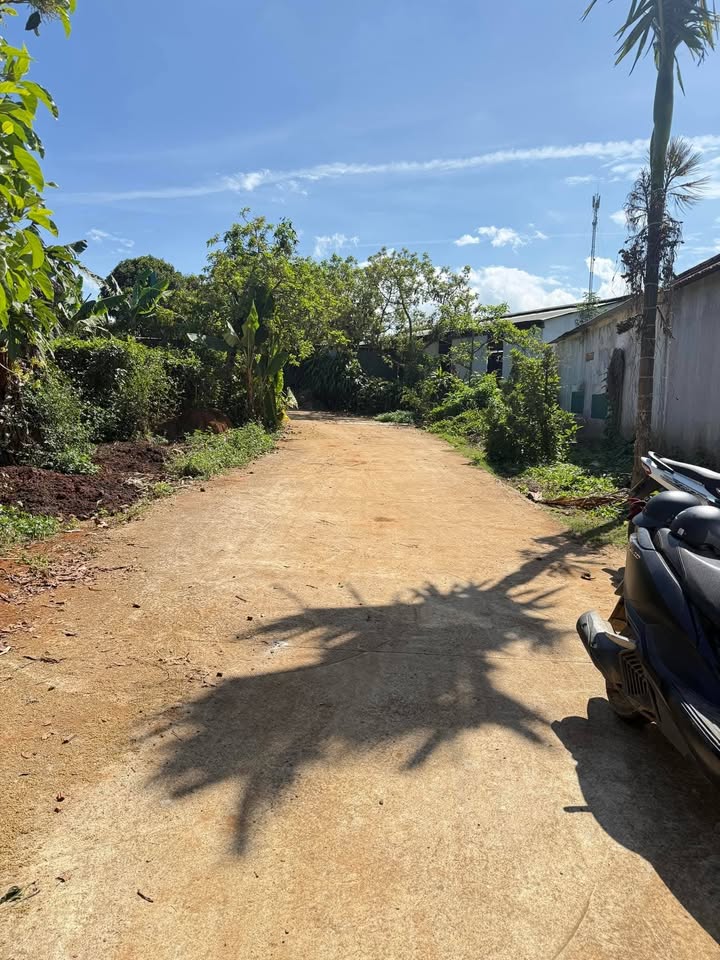 Đất Farm 8 xào tại Hòa Ninh, Di Linh - Giá chỉ 4.959 tỷ, cơ hội đầu tư sinh lời!