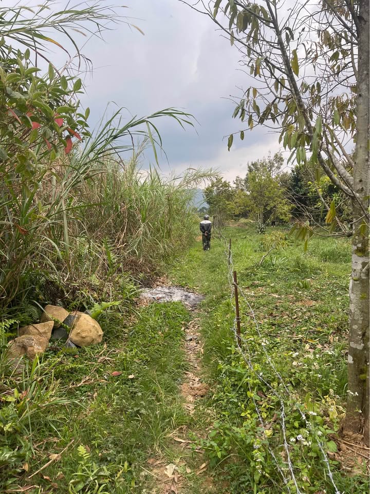 Đất nền Lộc Châu Bảo Lộc 863m² giá 430 triệu - Sổ đỏ chính chủ