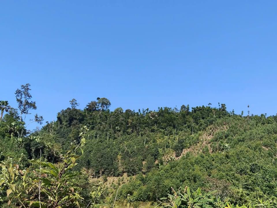 Đất rừng sản xuất Yên Mỹ, Chợ Đồn 4,3ha - Tiềm năng đầu tư lớn!