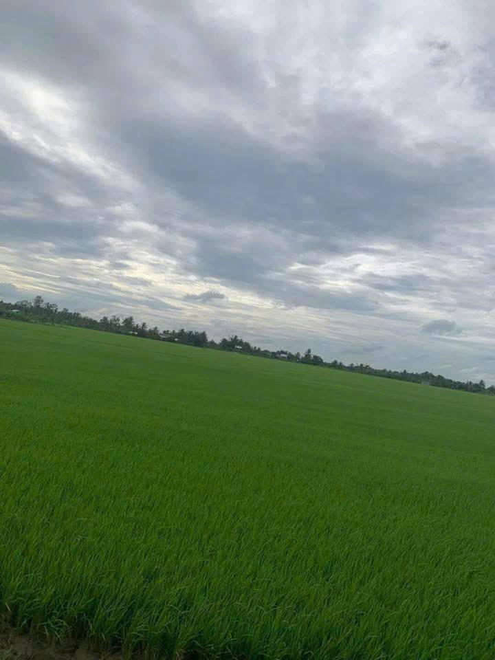 Đất nông nghiệp 48.000m² tại xã Hiếu Trung, giá 12 tỷ - Tiềm năng phát triển lớn!