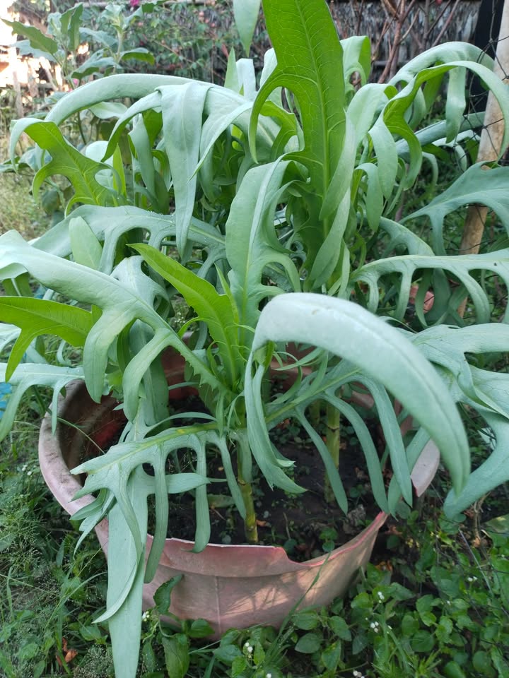 Đất Farm 3 sào tại Suối Nho, Định Quán, Đồng Nai giá 1 tỷ - Cơ hội đầu tư tuyệt vời!