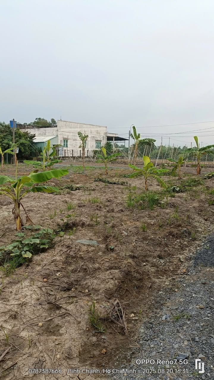 Đất Farm 1000m² tại Tân Điền, Cần Giuộc - Giá 3.2 tỷ, Phù hợp nghỉ dưỡng