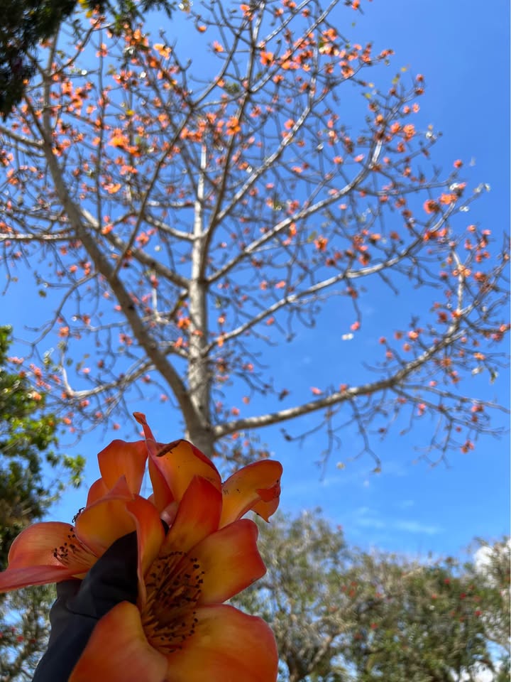 Đất nền xã Đức Mạnh, Đắk Mil 318m² giá chỉ 580 triệu - Chủ hạ giá để sắm Tết!