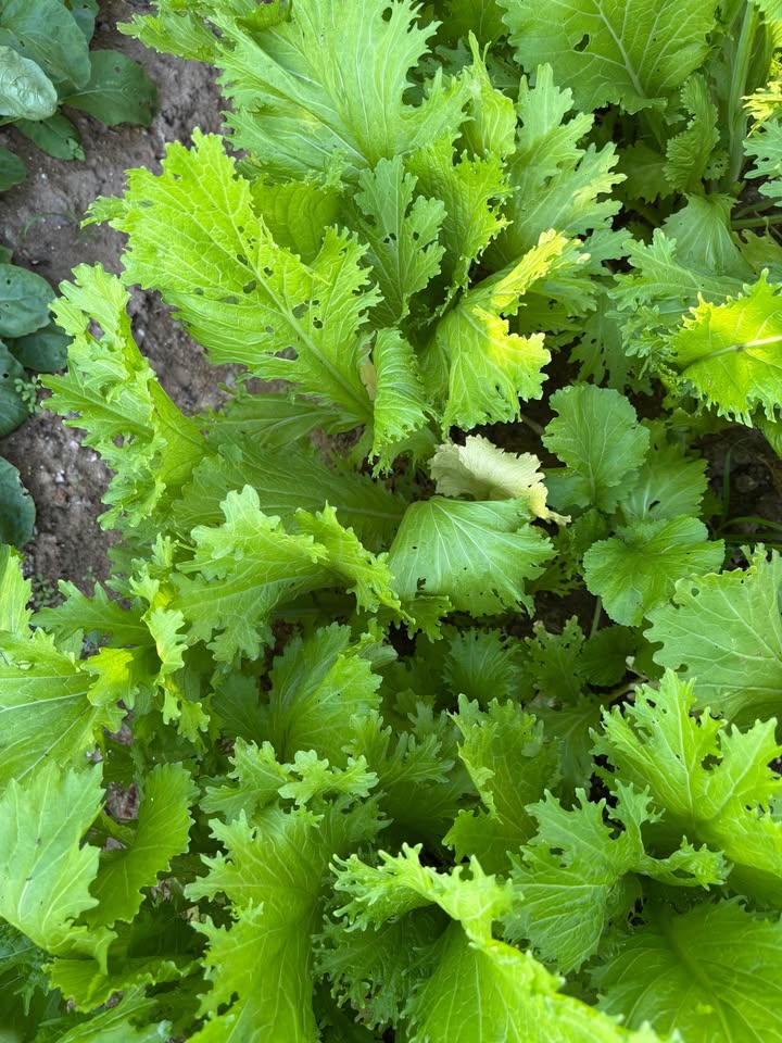 Đất nền Hòa Xuân - Đà Nẵng 87,5m² giá 4 tỷ - Sổ hồng chính chủ!