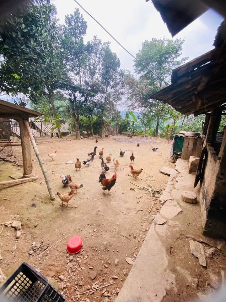 Đất thổ cư 322m² tại thôn Tòng Xành 1, Lào Cai chỉ 1.25 tỷ - Sổ đỏ chính chủ!