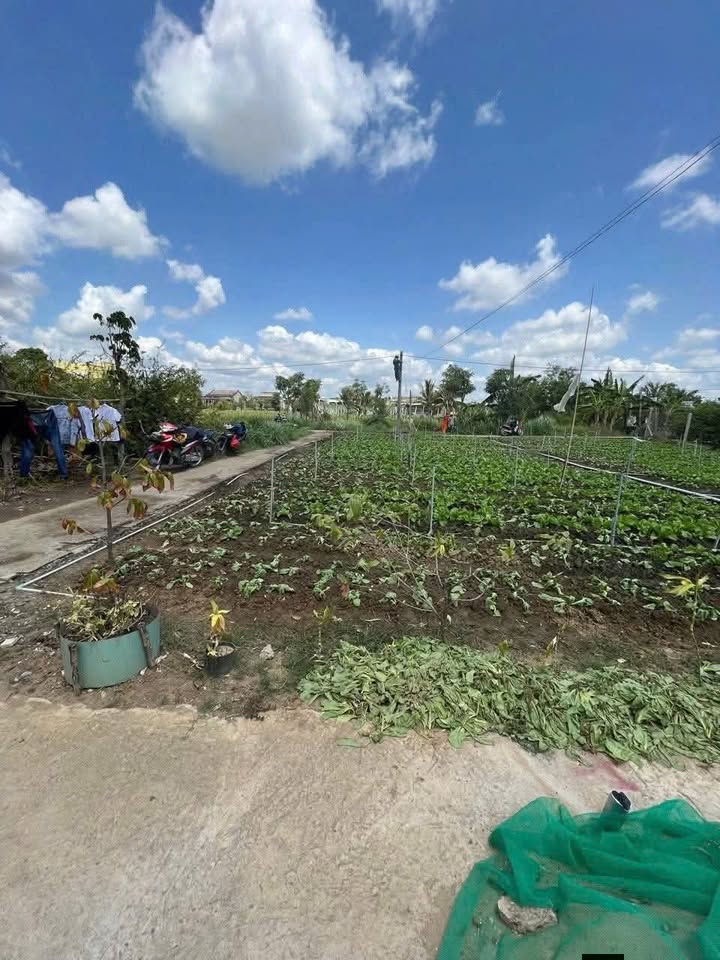 Đất nền Phường Long Thuận, Gò Công 149m² giá chỉ 250 triệu - Sổ hồng chính chủ!