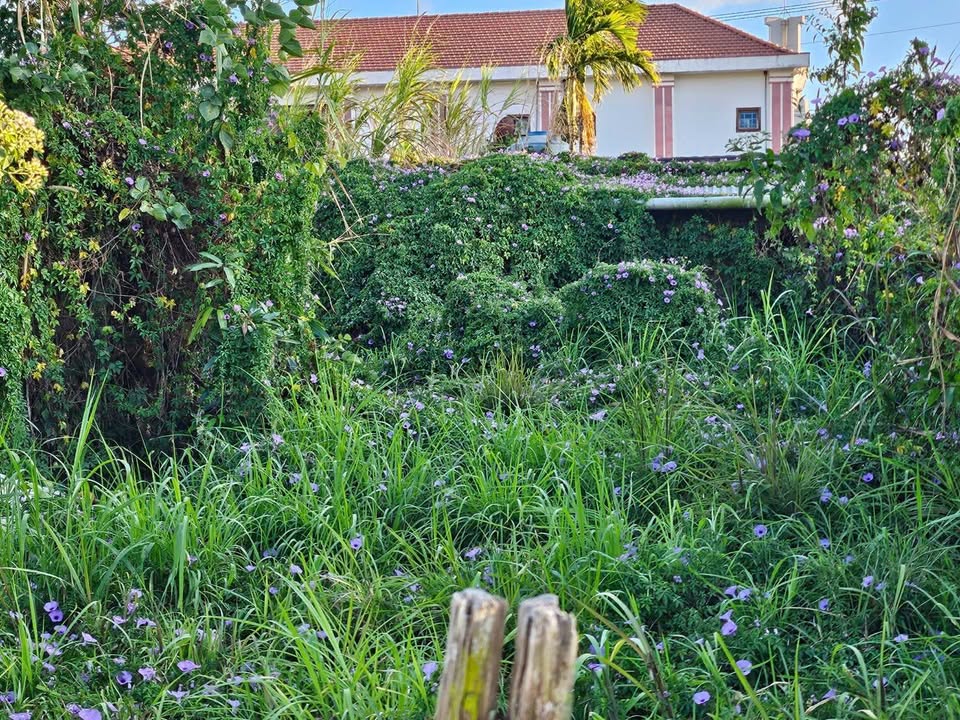 Đất 2 mặt tiền Thị Trấn Thạnh Mỹ 250m² giá 2.5 tỷ - Đầu tư sinh lời ngay!