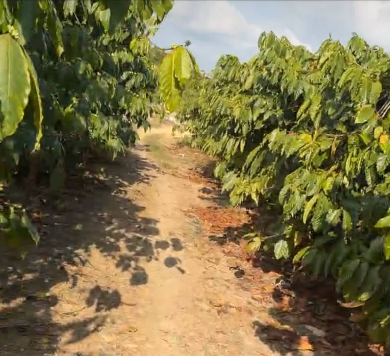 Farm cho thuê 1,5ha tại Phi Liêng, Đam Rông - Đường xe hơi, giá 190 triệu/năm