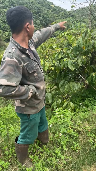 Đất vườn cà phê 2ha tại Gung Ré, Di Linh - Đầu tư sinh lời ngay!