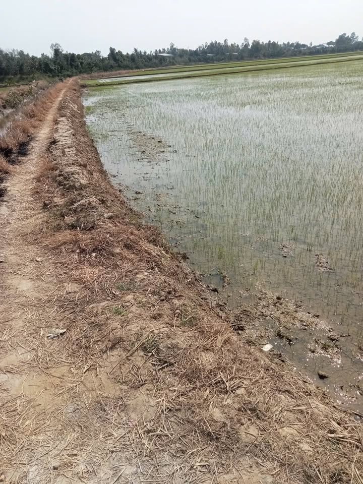 Đất ruộng 30.000m² tại xã Phú Hiệp, Tam Nông - Giá chỉ 11.85 tỷ VND!