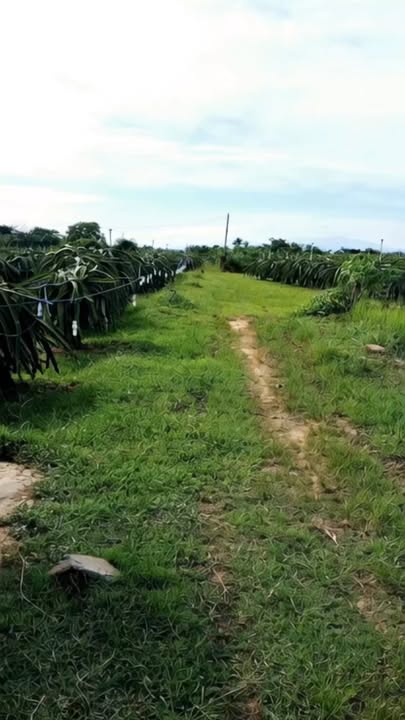 Vườn thanh long Hàm Liêm 1080m² giá 900 triệu - Đầu tư sinh lời hấp dẫn!