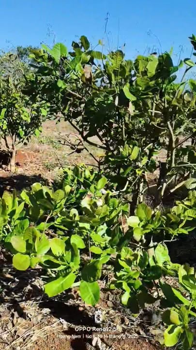 Đất nông nghiệp 1,3ha tại xã Gào, Gia Lai giá 1,4 tỷ - Cơ hội đầu tư tuyệt vời!