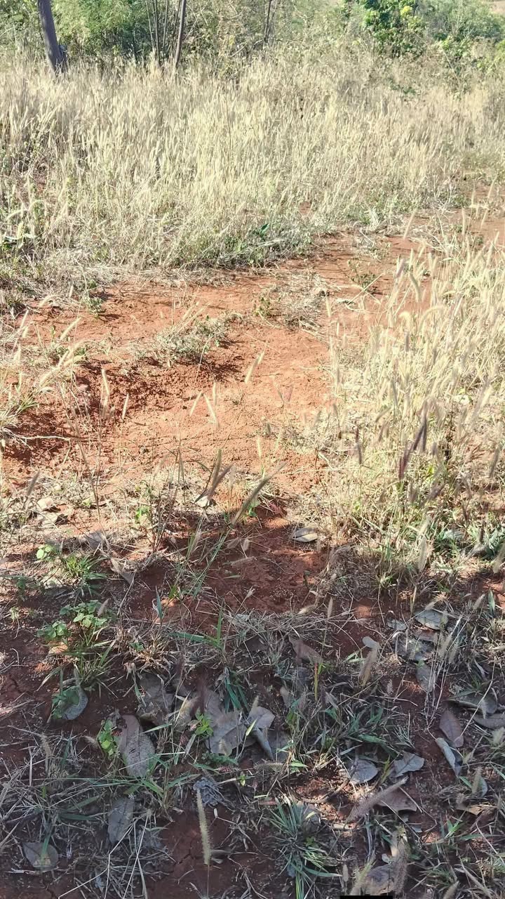 Đất Farm Xã Ia Me, Huyện Chư Prông, Gia Lai 7ha giá 4.69 tỷ - Đầu tư sinh lời tốt!