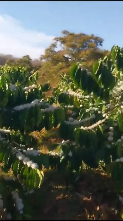 Farm cho thuê tại Xã Hra, Huyện Mang Yang, 500 cây giá 280 triệu/năm - Đất màu mỡ, thuận tiện tưới tiêu!