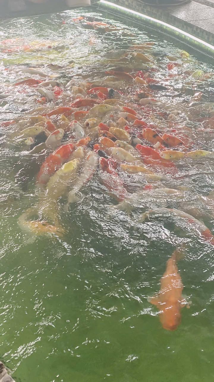 Nhà cấp 4 Thới An 72m² giá 4.25 tỷ - Đầu tư sinh lời ngay!