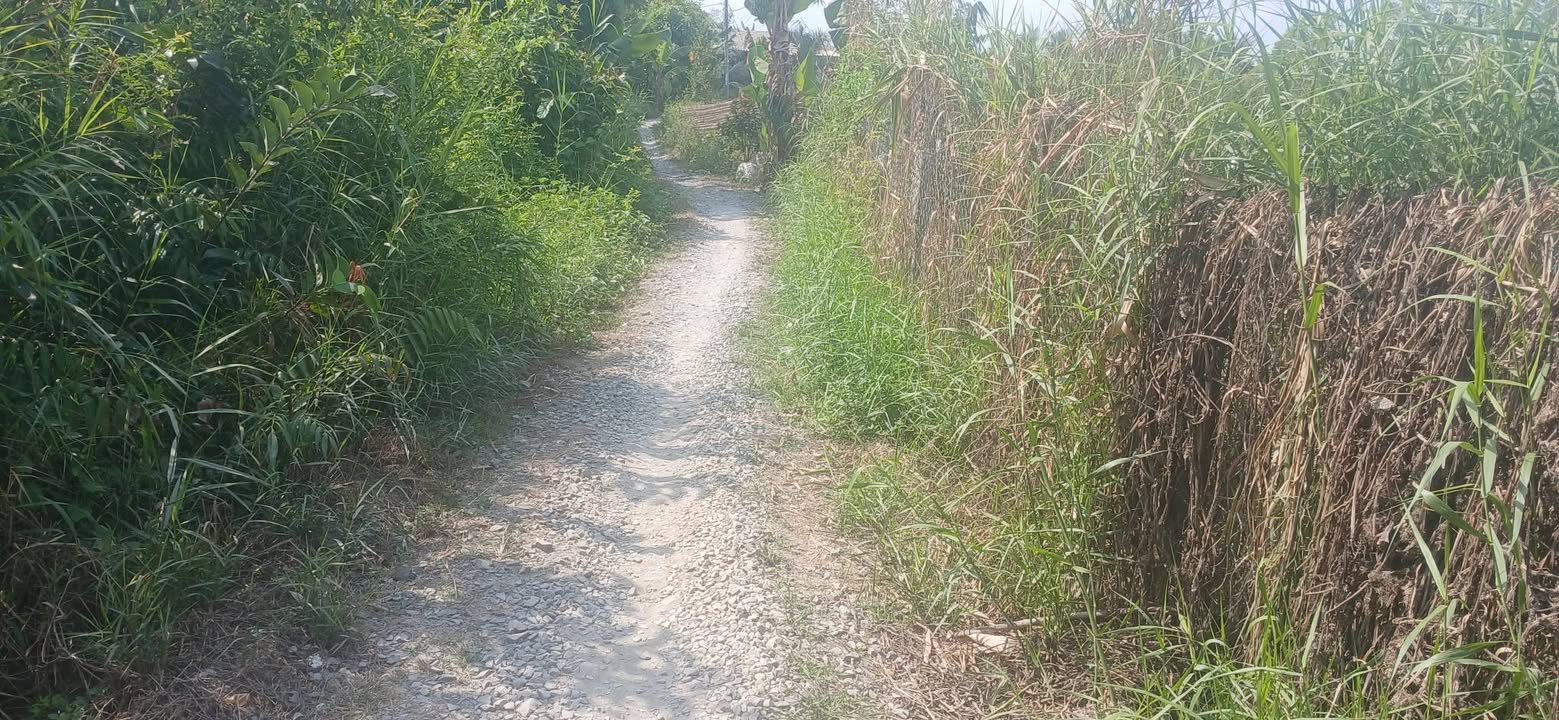 Đất Vườn 3000m² Hòa Long, Đồng Tháp - Sẵn Vườn Ổi Thu Hoạch Ngay