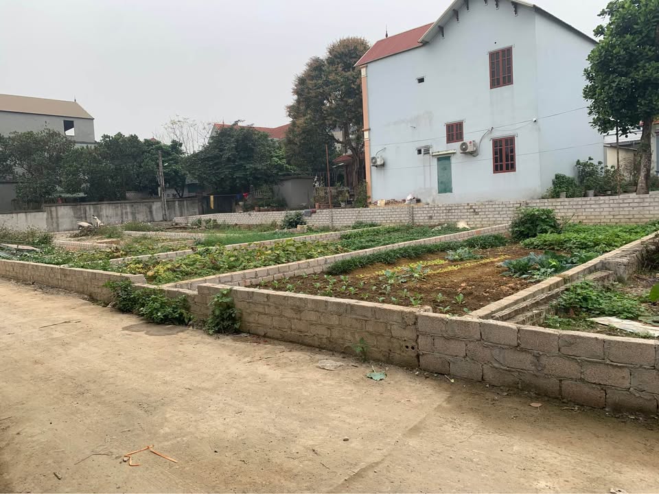 Đất thổ cư 80m² xã Phú Nghĩa, Chương Mỹ - Gần chợ sầm uất, ô tô vào tận nơi!