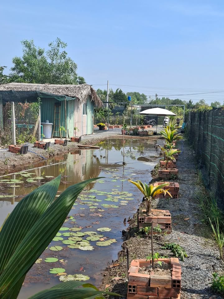 Đất vườn 500m² xã Quy Đức, huyện Bình Chánh - Giá 1.55 tỷ - Cơ hội đầu tư lý tưởng!