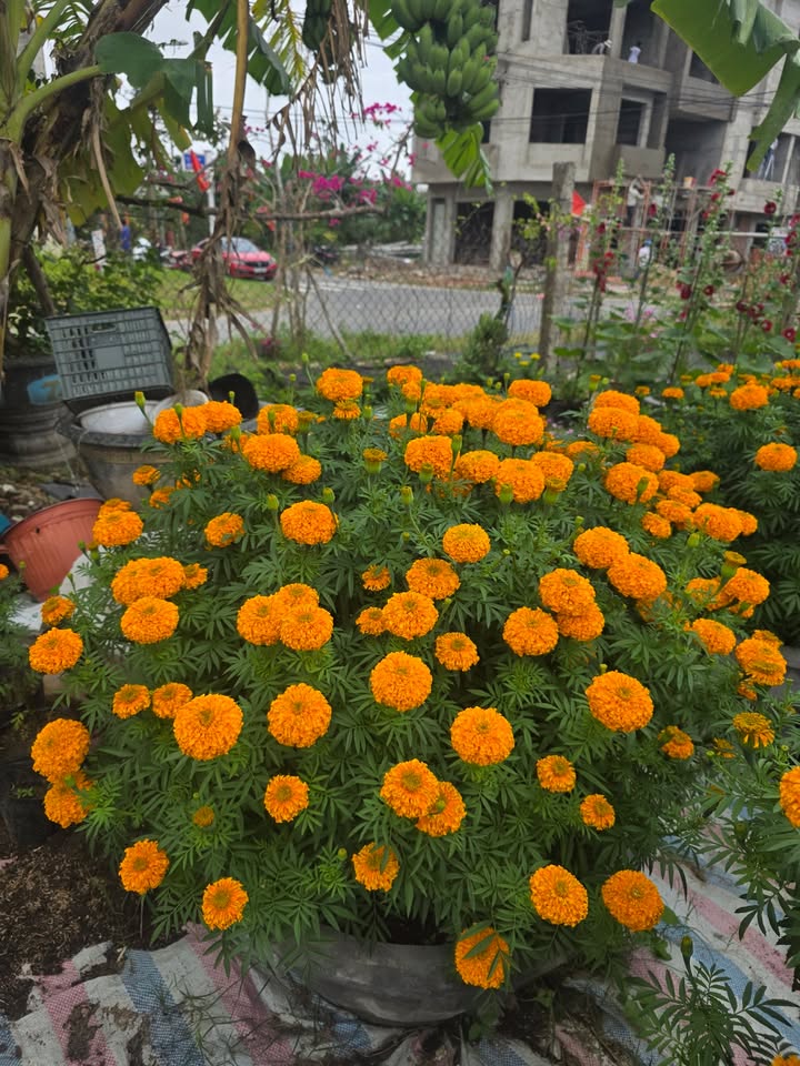 FrontHouse Phường Hòa Xuân 100m² giá 4.75 tỷ - Đối diện cổng trường cấp 1!