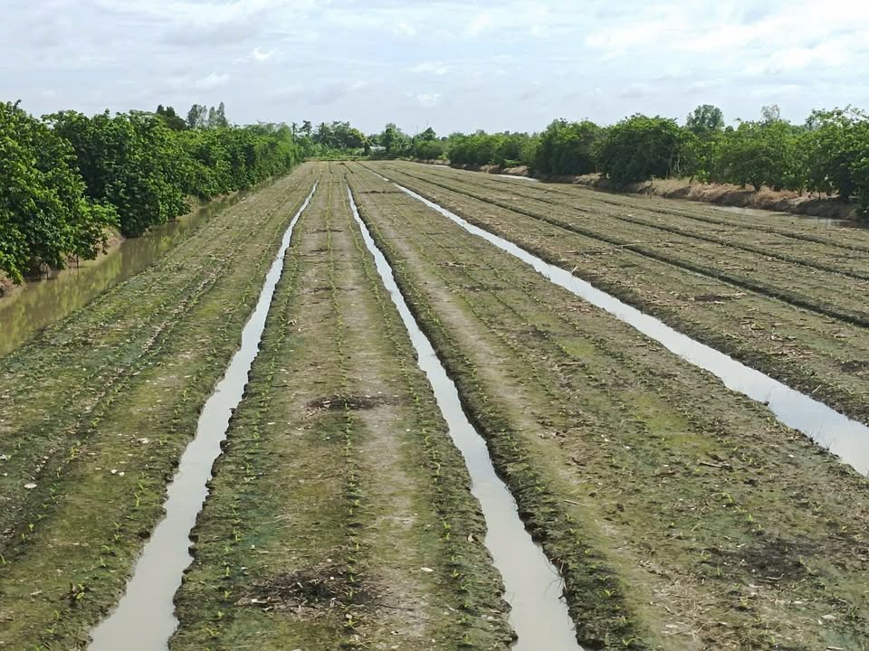 Đất Farm 16.100m² Mặt Tiền 40m - Thới Long, Cần Thơ - Đầu Tư Sinh Lời!