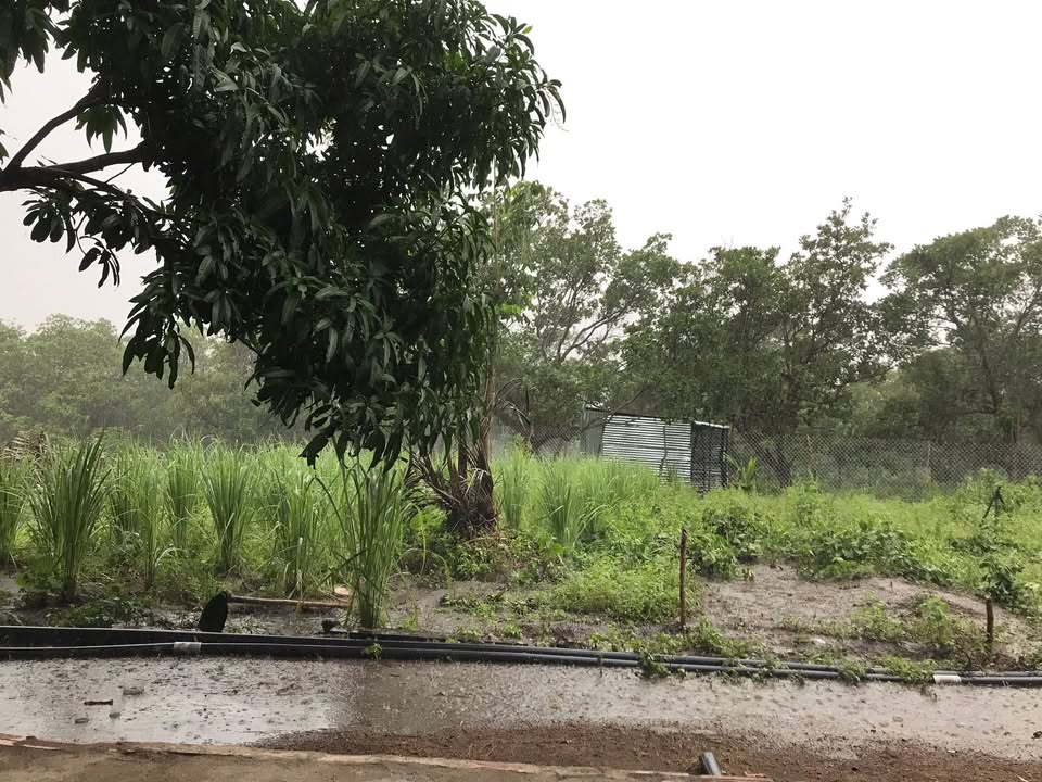 Bán vườn điều 5 hecta tại Cam Phước Đông, Khánh Hòa - Đầu tư sinh lời ngay!