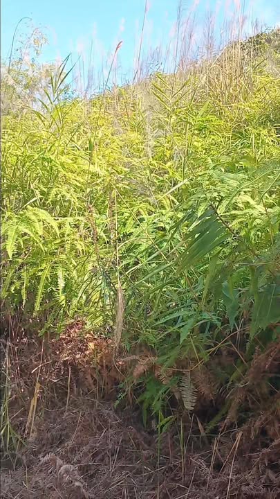 Đất nền 90.000m² tại thôn 1, xã Đắk Ha, giá 1,1 tỷ - Cơ hội đầu tư hấp dẫn!