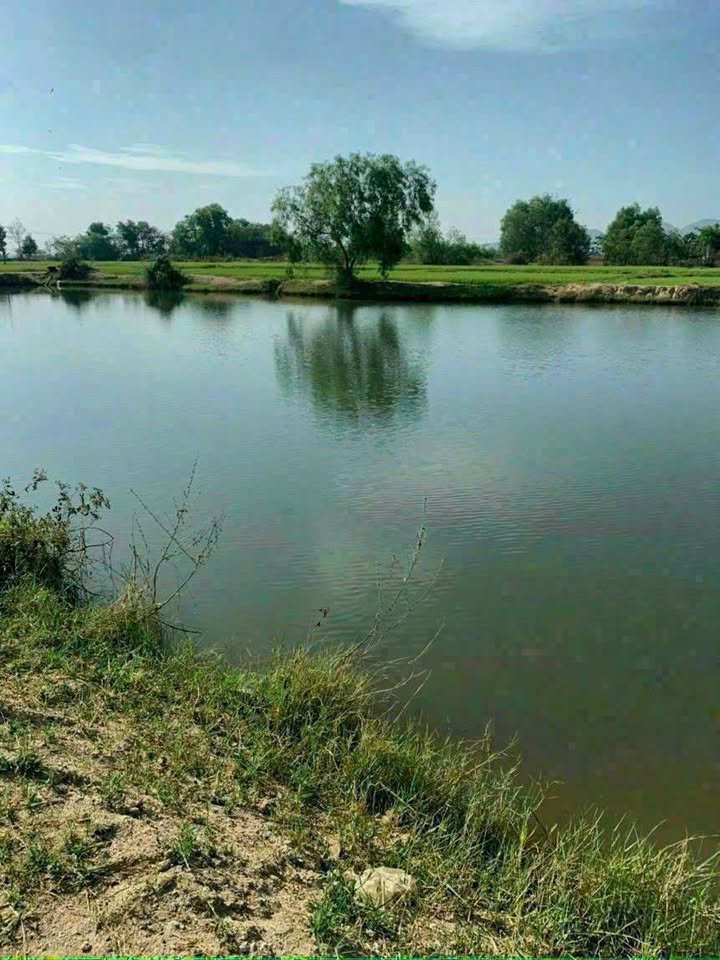 Farm 7200m² tại Phú Sơn, Hàm Thuận Bắc chỉ 810 triệu - Sổ đỏ chính chủ!