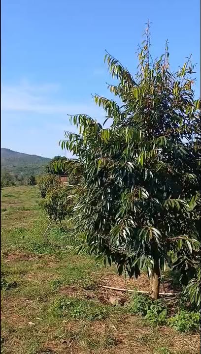 Đất nền đẹp Xã Ea Kuêh 2,7ha giá chỉ 540 triệu - Cơ hội đầu tư hiếm có!