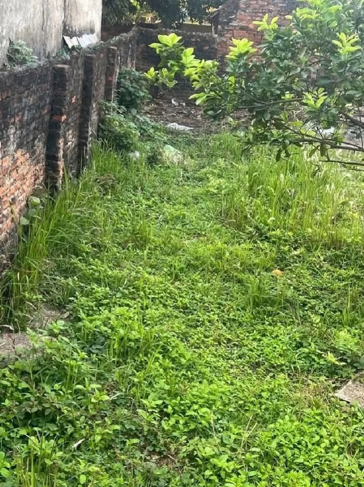 Đất nền 60m² xã Ngũ Hiệp, Thanh Trì - Ô tô vào tận nơi, giá thỏa thuận!