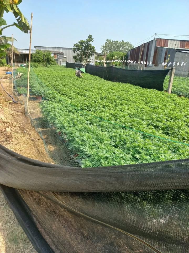 Đất nền ấp Thạnh Hưng, Gò Công Tây 239m² giá chỉ 750 triệu - Mặt tiền nhựa thoáng mát!