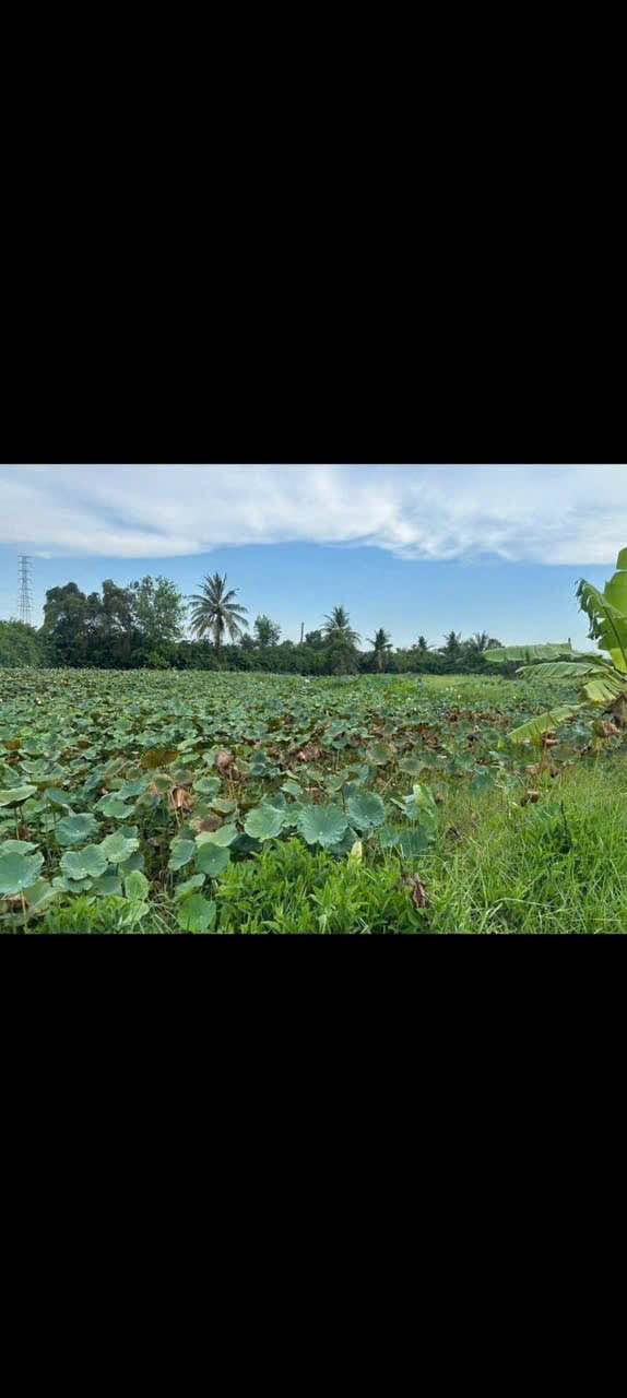 Bán Đất Vườn 5503m² Long An - Giá Tốt 3.4 Tỷ