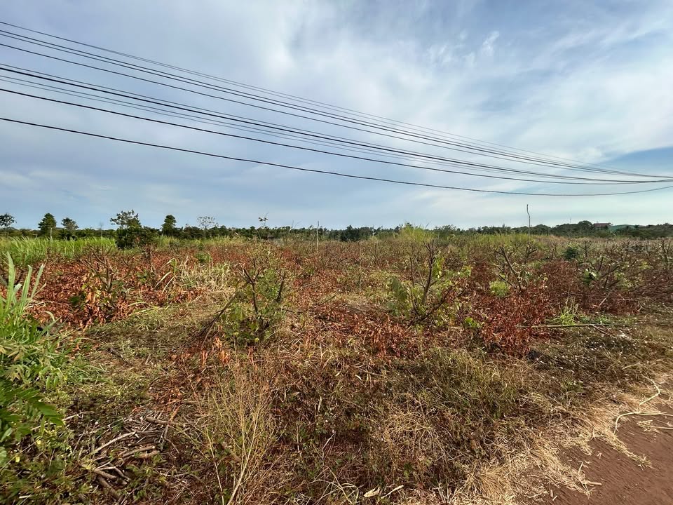 Đất nền 1.5ha tại Quảng Hiệp, Cư M'gar chỉ 2.25 tỷ - Cơ hội đầu tư hấp dẫn!