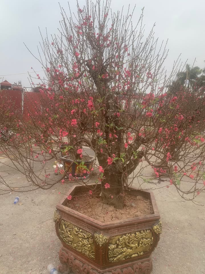 Đất nền KĐT Ánh Dương Thuận Thành 95m² - Sổ đỏ sẵn, giá đầu tư